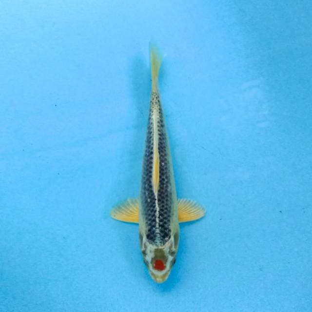 Tancho Kujaku 25 cm