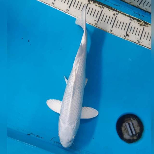 PLATINUM MALE