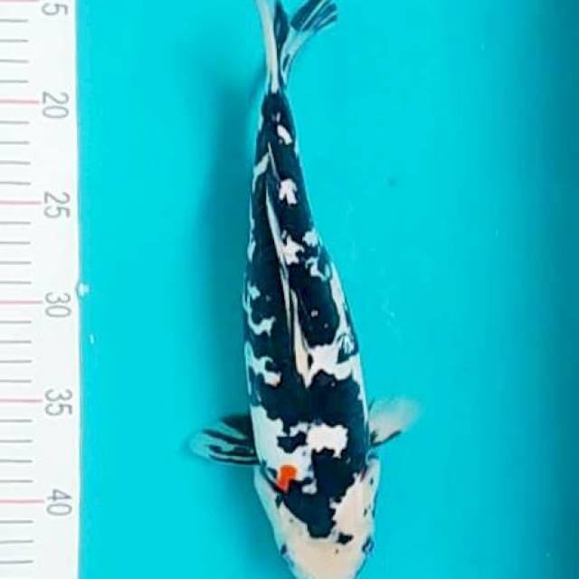 Sanke 32cm
