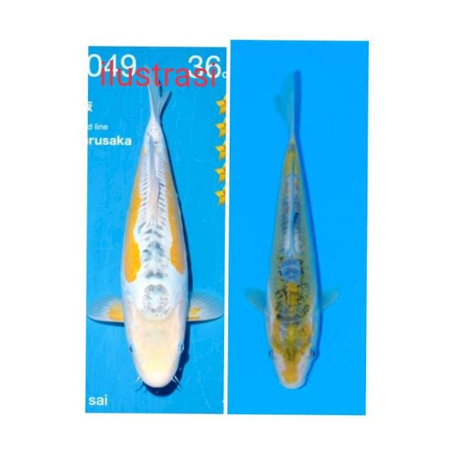 Ki susui ( rare item ) kolection