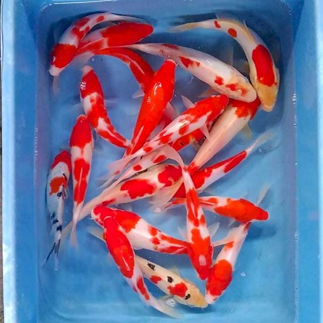 Mix red strong 20 ekor 20bu