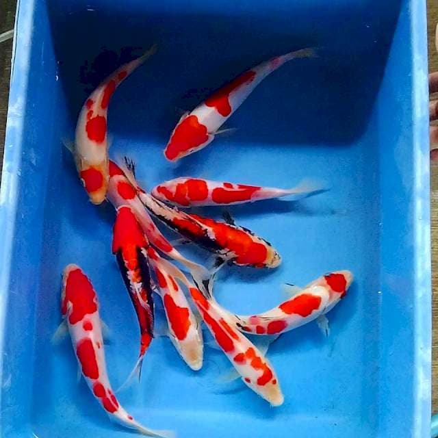 Mix 17-19cm 10 ekor