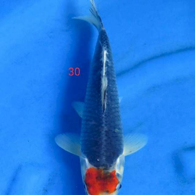Kuro goshiki 30cm