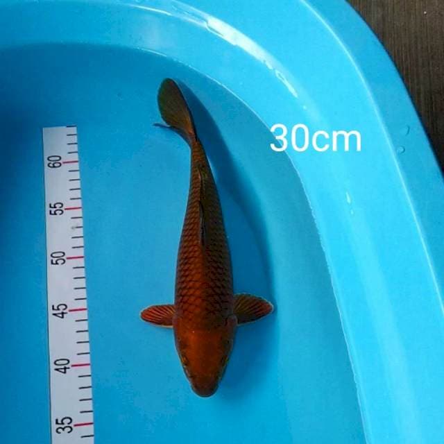 Chagoi Tembaga merah 30cm