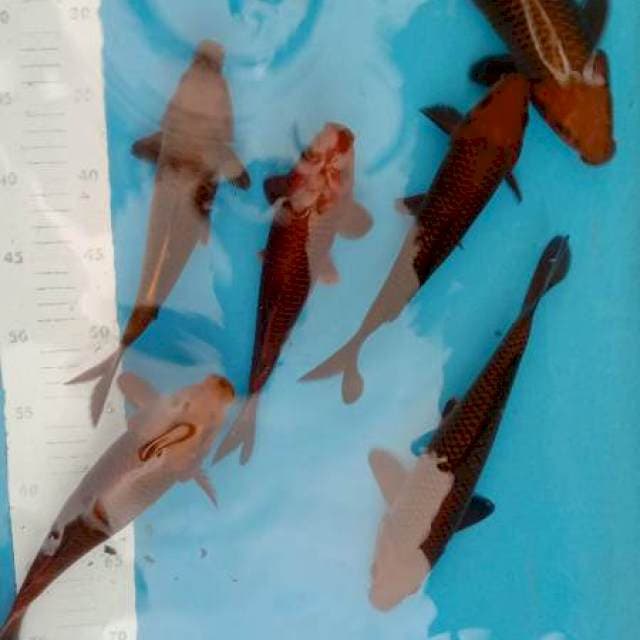 Chagoi tembaga 6ekor 27-30cm