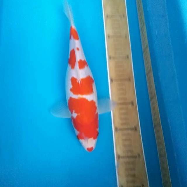 Kohaku 33