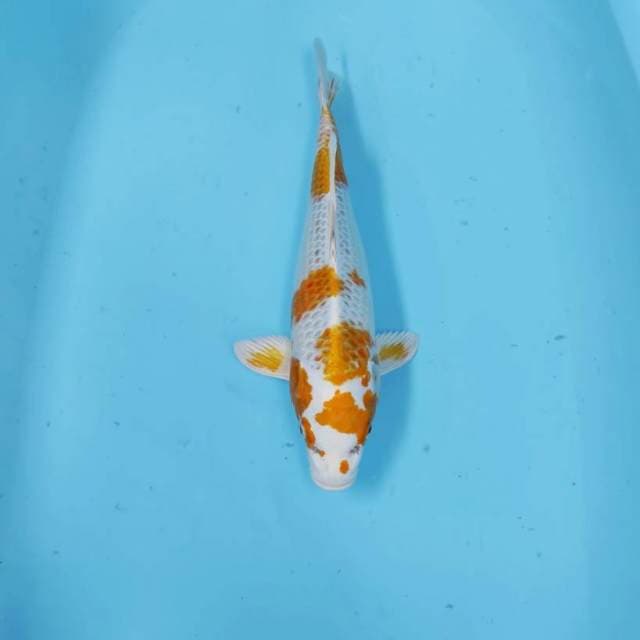 HARIWAKE