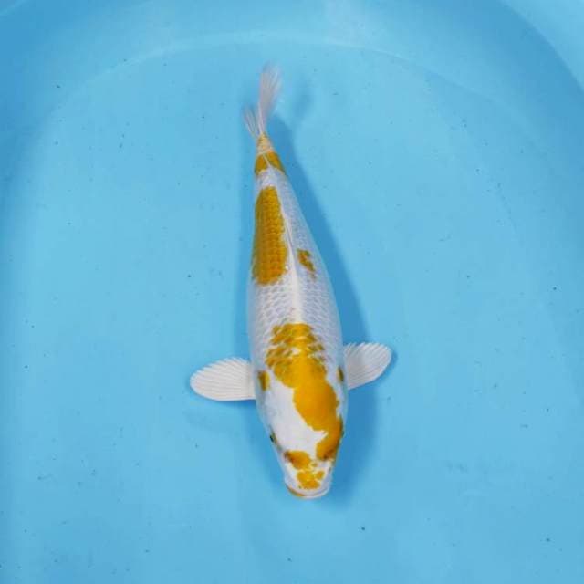 HARIWAKE
