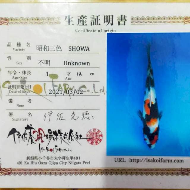 Showa Impor Isa Koi Farm 23cm