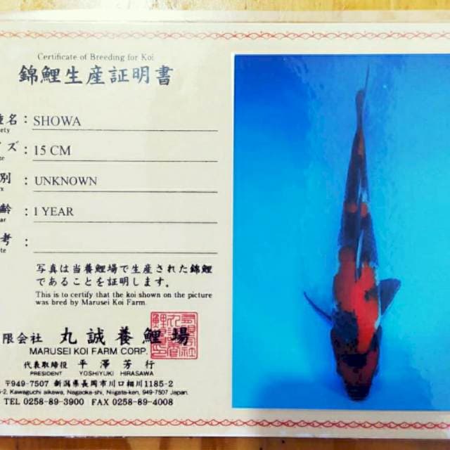 Showa Import Marusei Farm 25cm