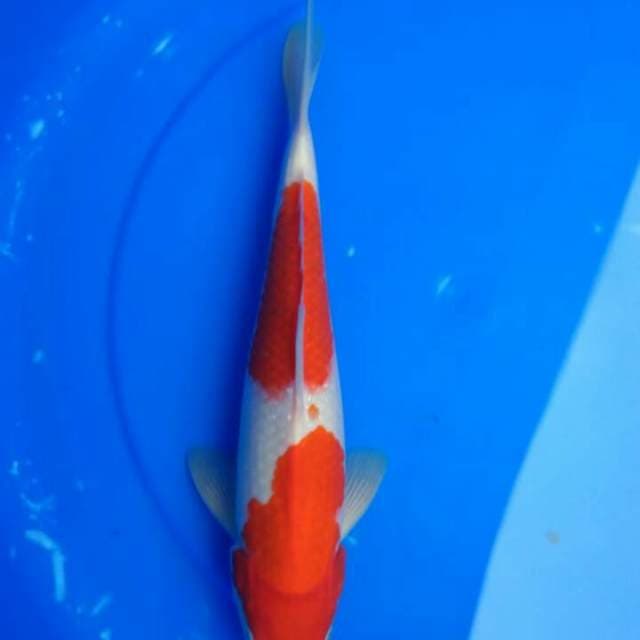 Kohaku 35cm