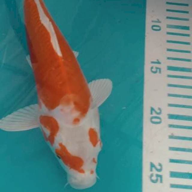 Kikusui 25