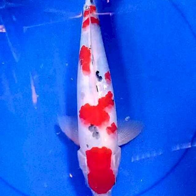 Sanke strong 35 cm