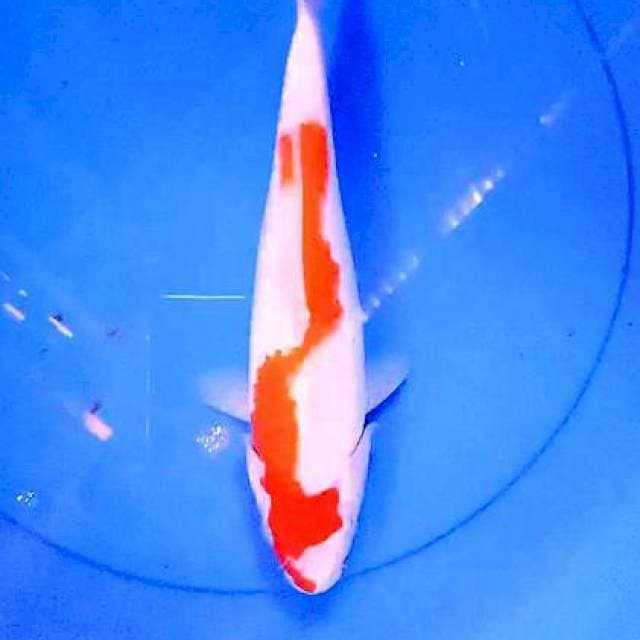 Inazuma kohaku 30 cm