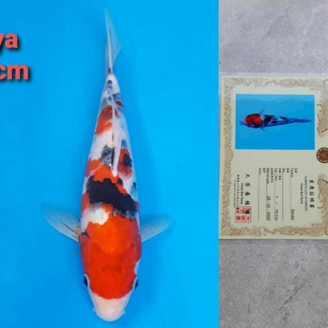Ooya sanke 31cm certy