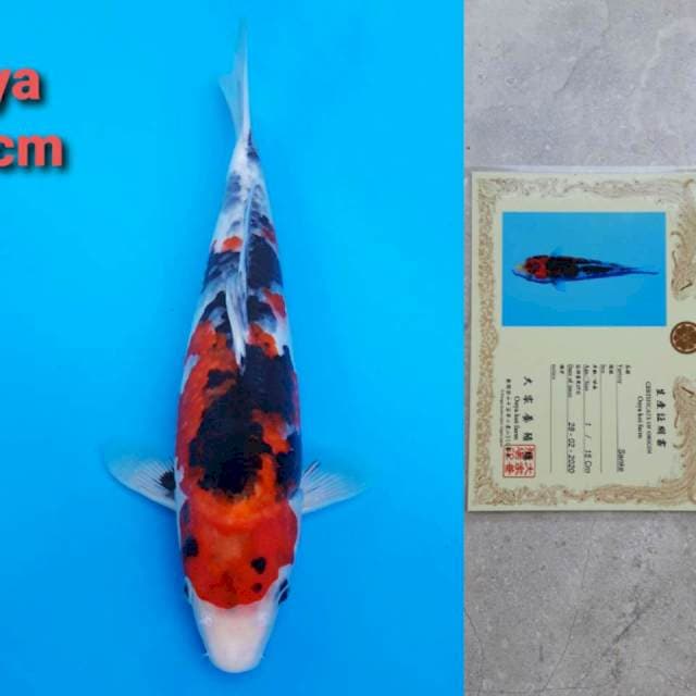 Ooya sanke 35cm certy