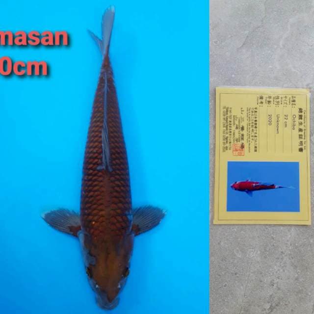 Yamasan Ochiba 40cm certy
