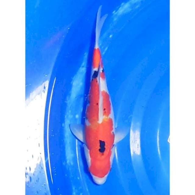 Bulky Sanke 33cm (F)