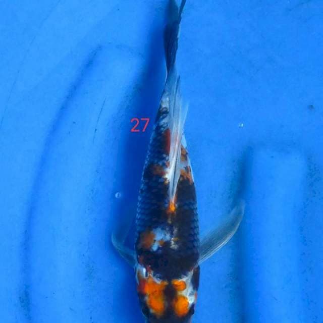 Showa 27cm