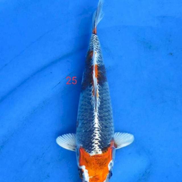 Goshiki 25cm