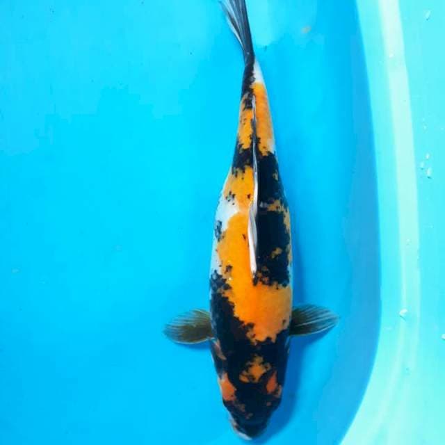 Ki utsuri