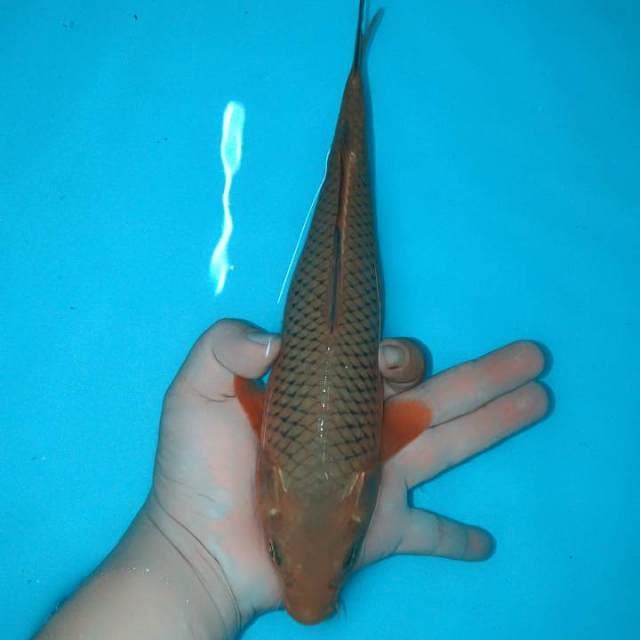 Jaring rapi 30cm