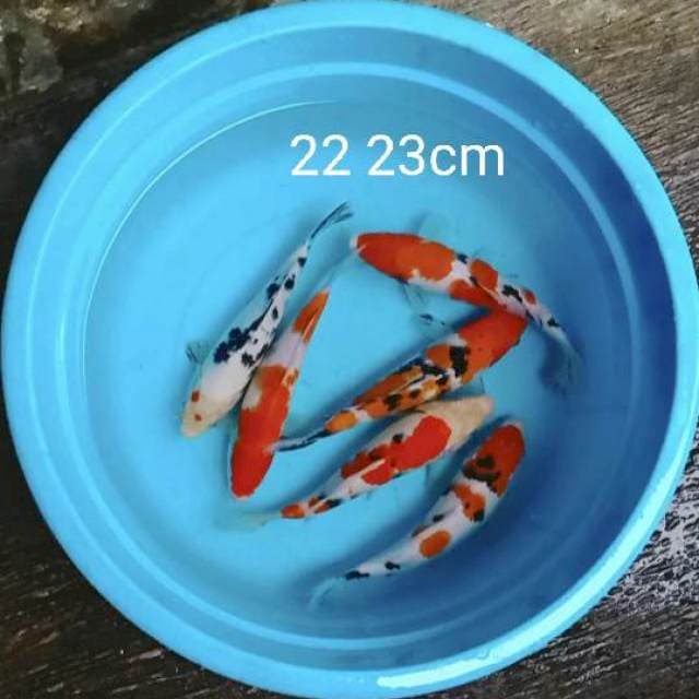 Paket bagus 6 ekor 22 23cm