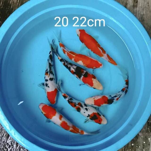 Paket bagus 7 ekor 20 22cm