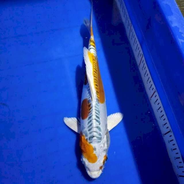 Kiko 22cm