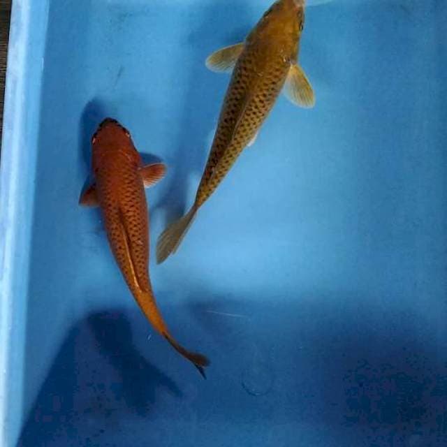 Chagoi 23&24cm