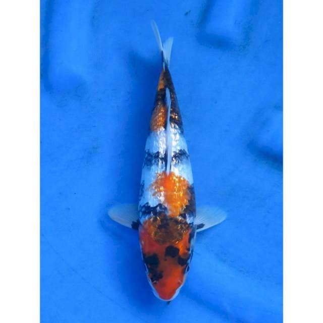 Showa Ginrin Parade 1 - 25cm
