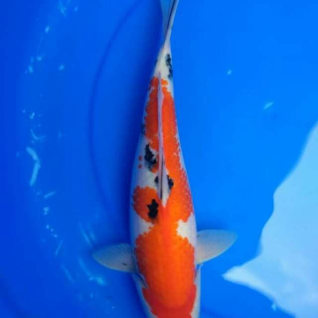Sanke strong 36cm