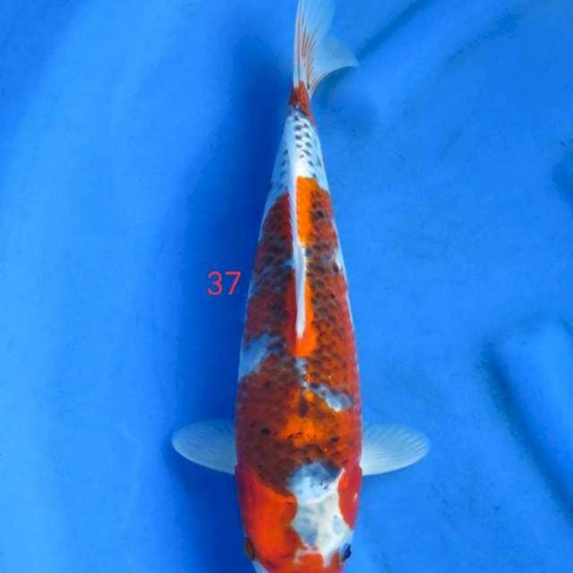 Goshiki 37cm