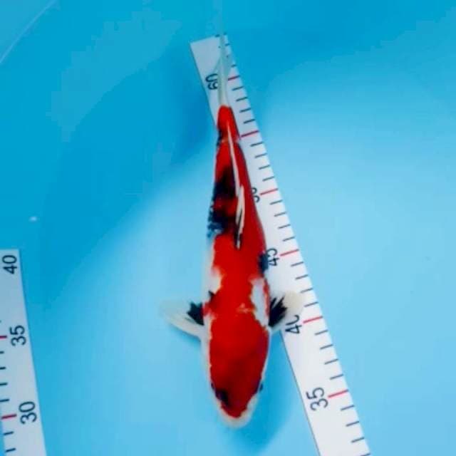 Showa 29cm