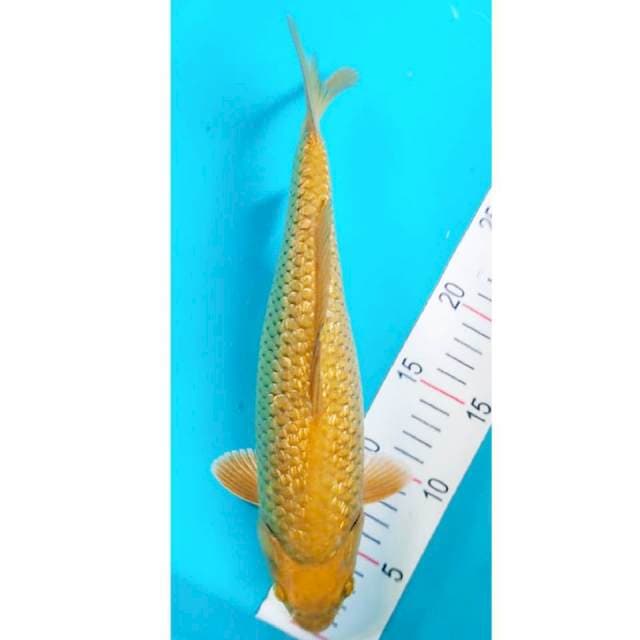 Midorigoi Ginrin Punuk 32cm