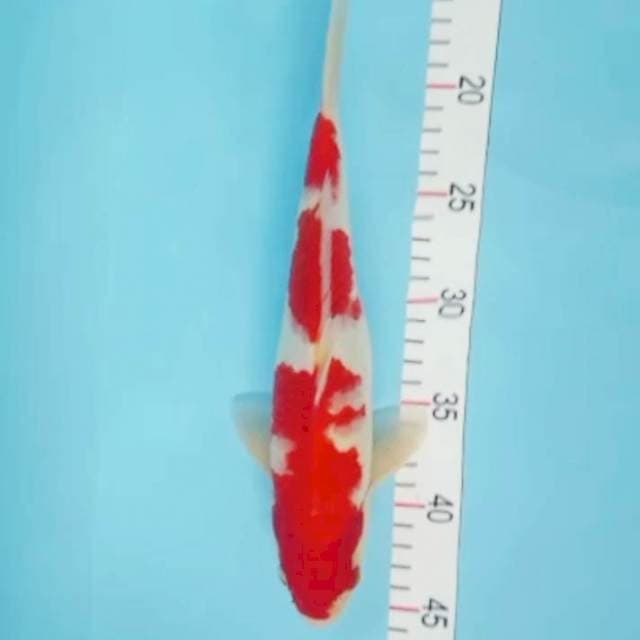 Kohaku 31cm