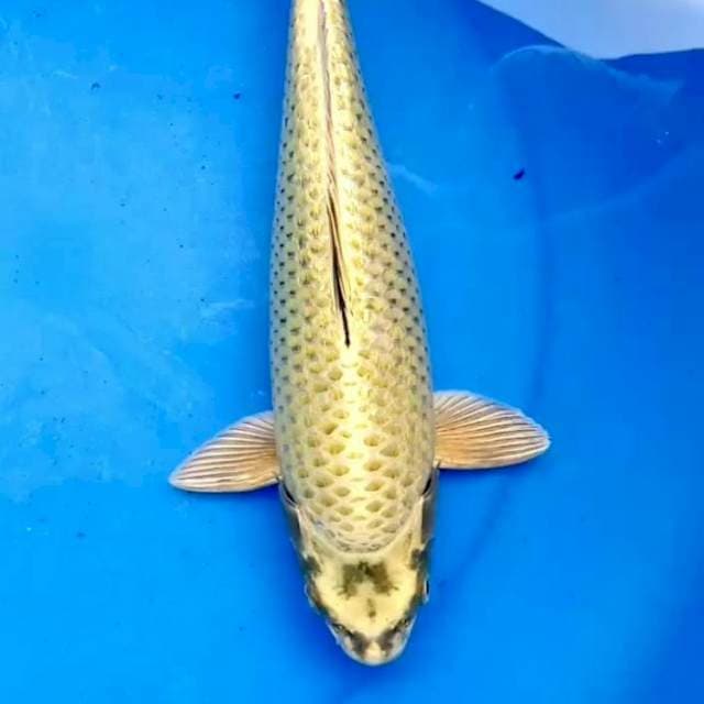 34cm MUKASI GOLD GINDRIN BULKY