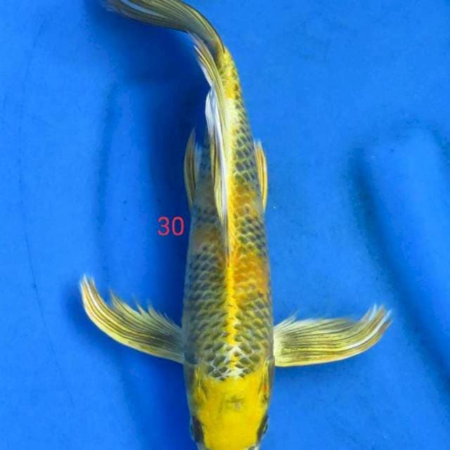 Kinshowa kumpay 30cm