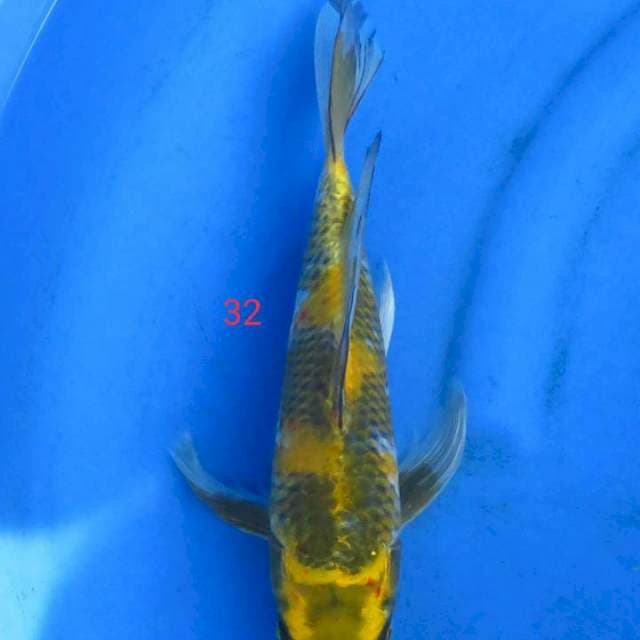 Kumpay 32cm