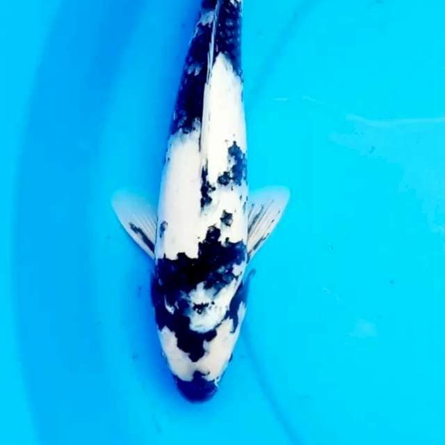 32cm SHIRO SALJU