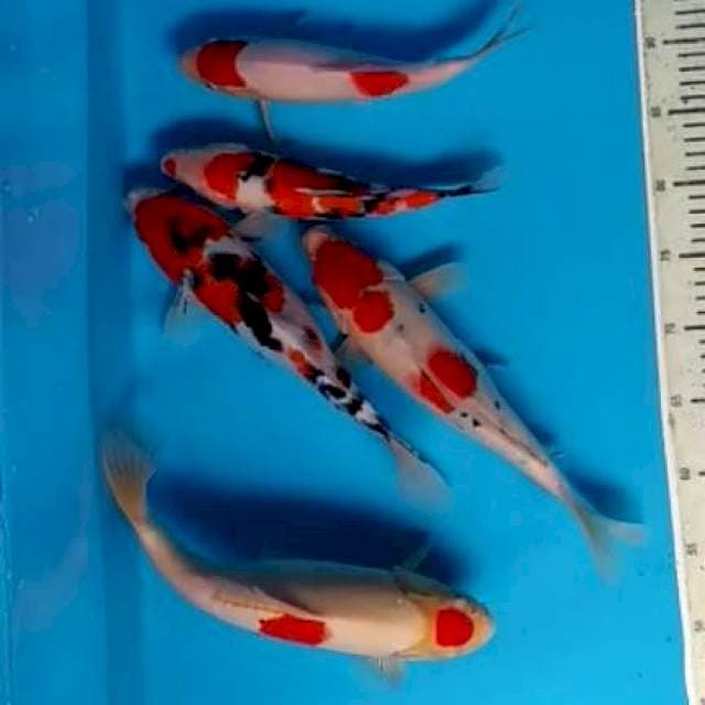 Kohaku, Sanke (paket 5ekor)