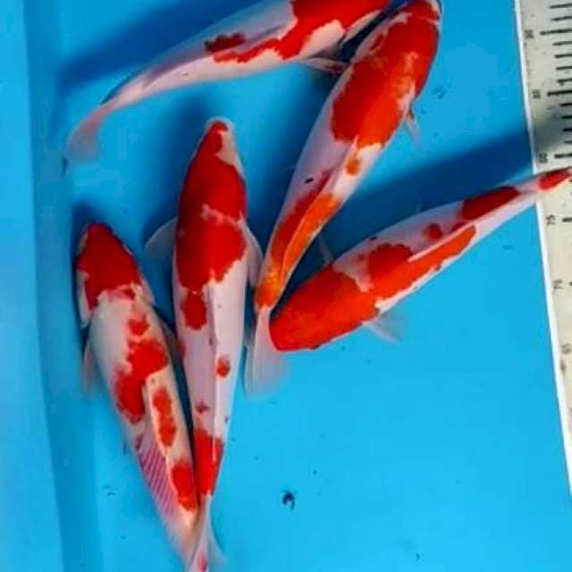 KOHAKU (paket 5ekor)