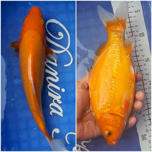 25cm Benigoi Doitsu