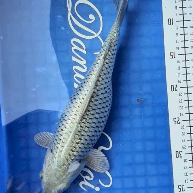 35bu Soragoi Ginrin