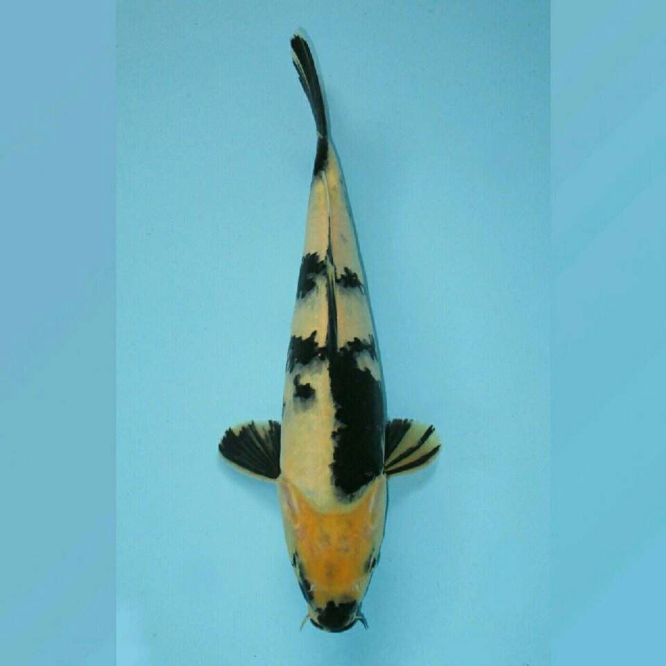 Shiro 28cm