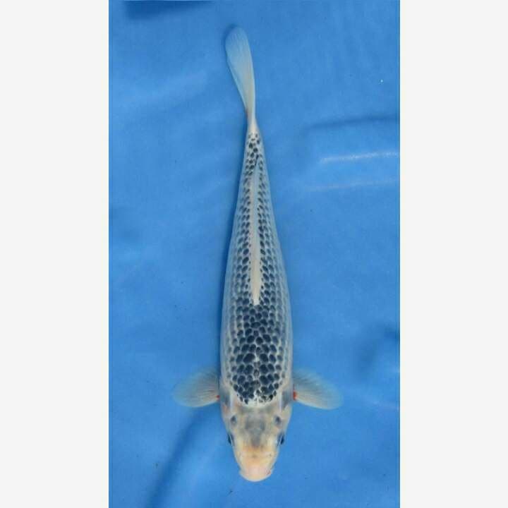 ASSAGI GOOD NETTING