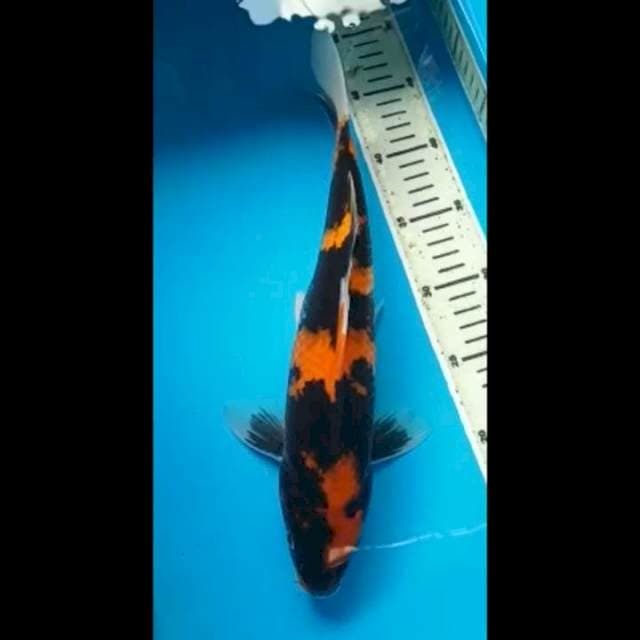 SHOWA JANTAN 35 Cm