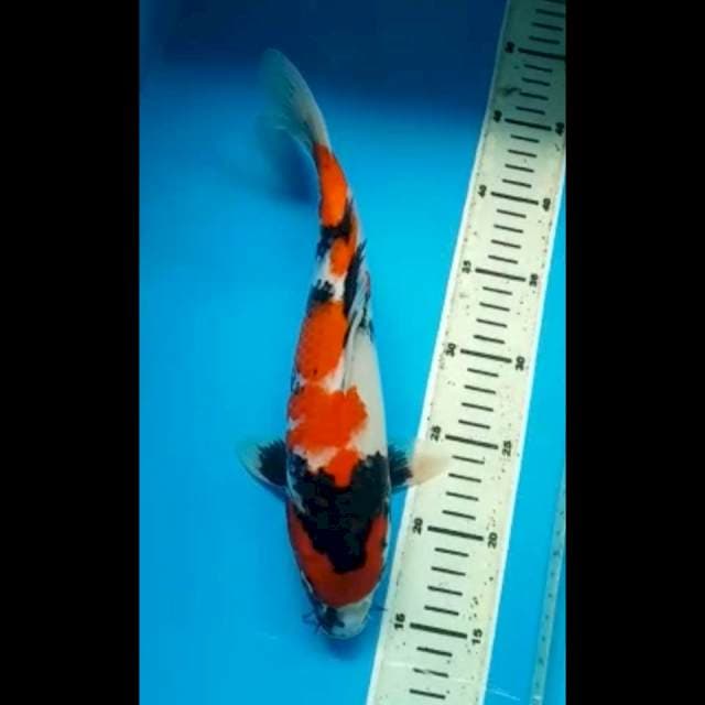 SHOWA 32 Cm