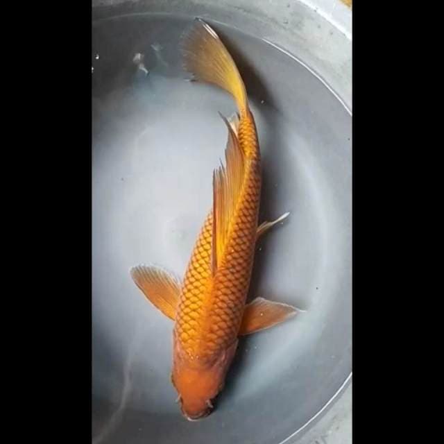 CHAGOI KUMPAY SUPER JUMBO PUNUK 41 Cm