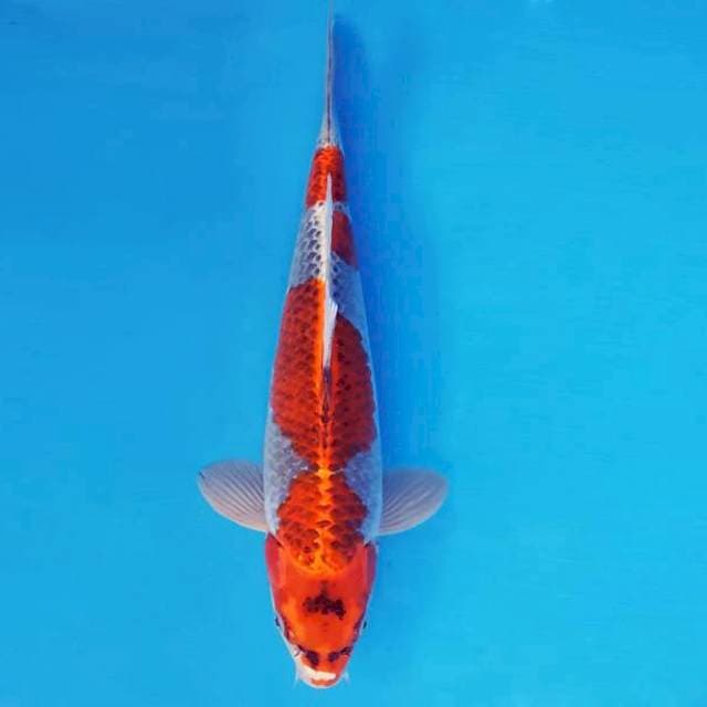TENJIN 15 ~ GOSHIKI ™